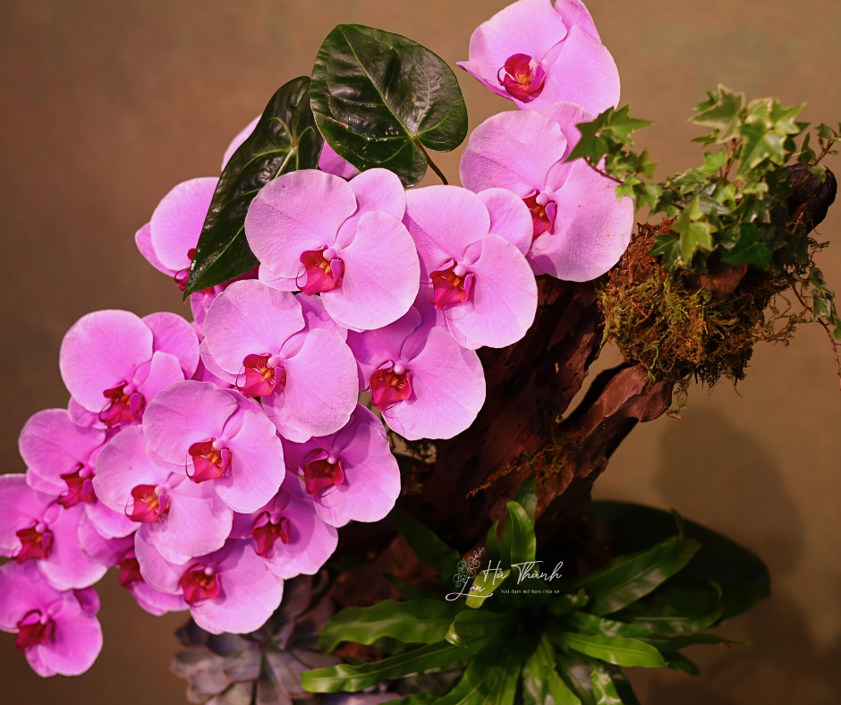 Chậu Lan Hồ Điệp Màu Hồng Cao Cấp Đà Lạt – Vẻ Đẹp Tinh Tế Từ Lan Hà Thành